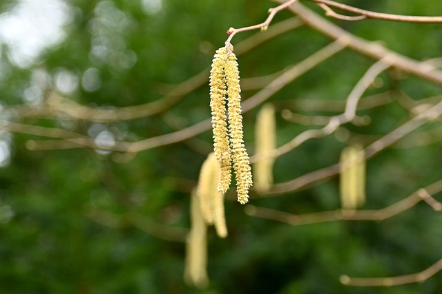hazelnut-g96b8f6057_640