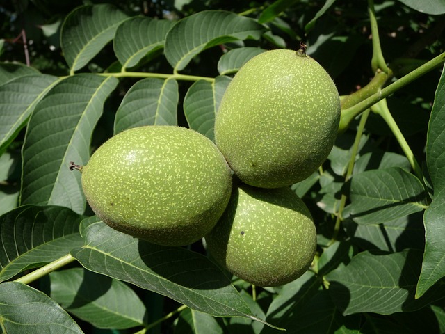 walnut-g4c13c0adc_640