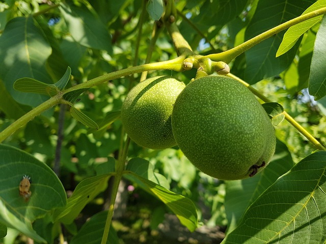 walnut-gd5d92e35f_640