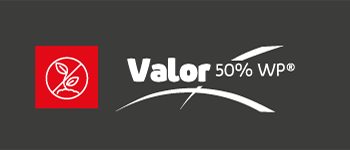 VALOR