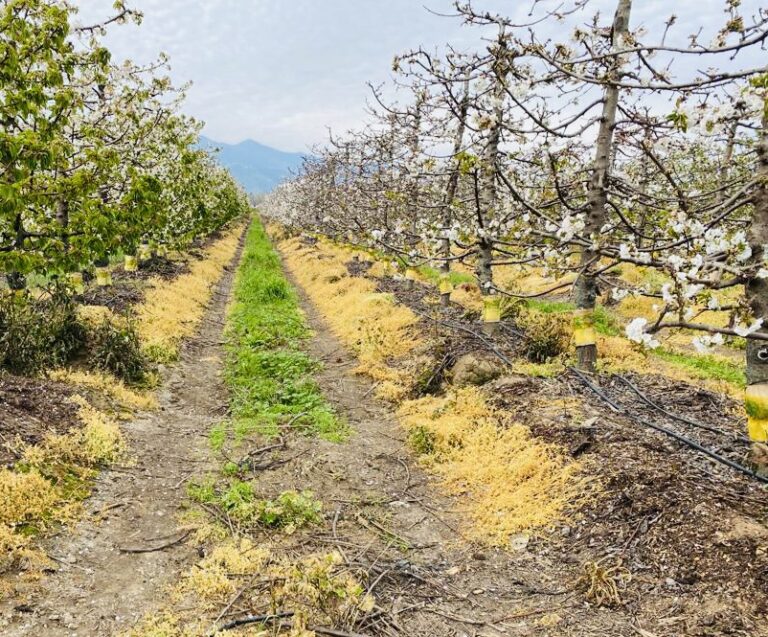 f5b38c8c-12e9-4c0d-9eed-08d07465f9de