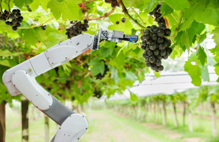 Agricultural,Robot,Assistant,Harvesting,Grapes,To,Analyze,The,Grape,Growth,