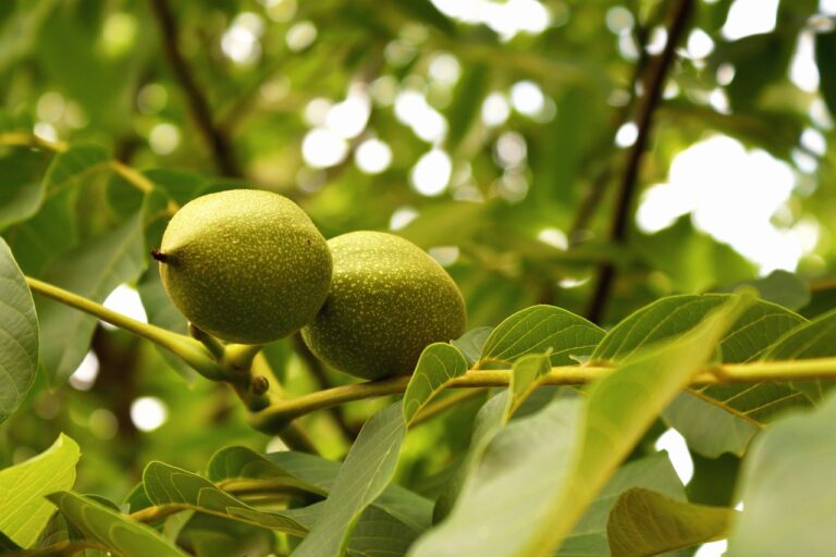 walnut-tree-6649323_1280