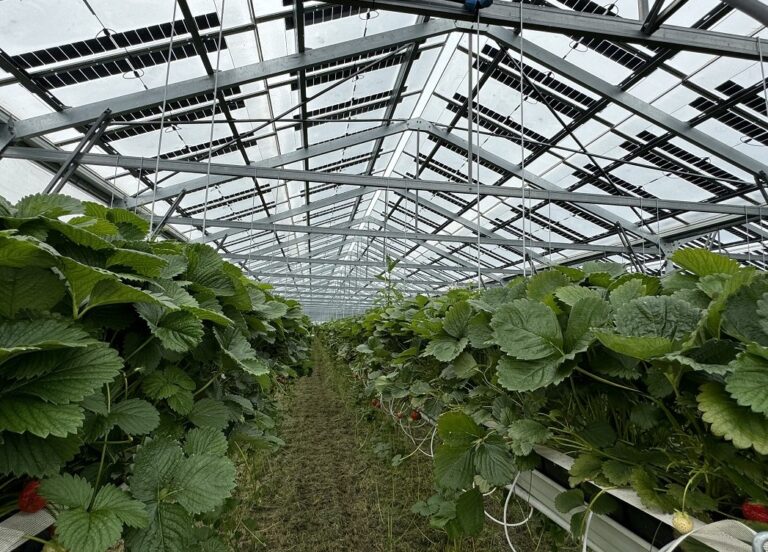 Paneles agrofotovoltaicos 5