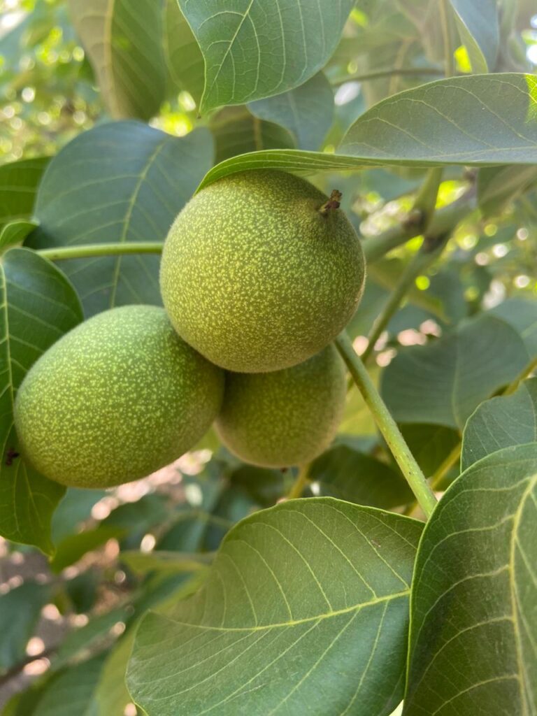 PHOTO-2024-12-17-12-02-50