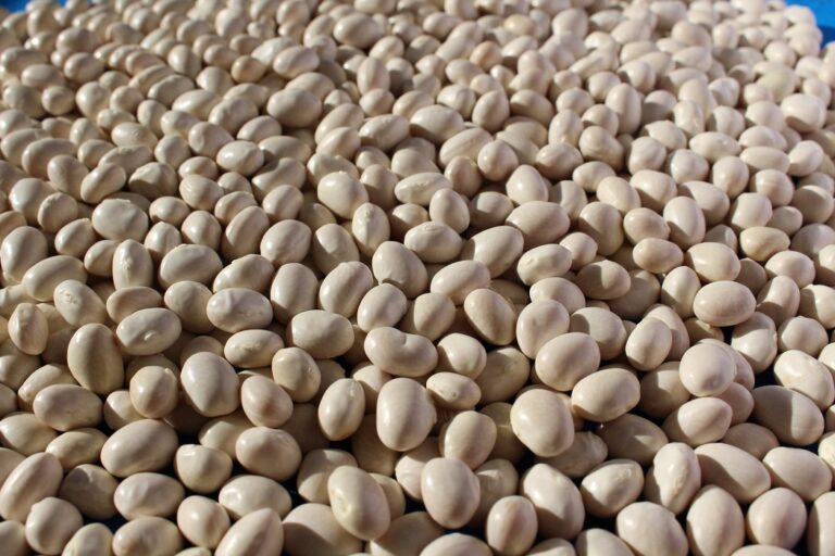 Poroto Blanco - INIA