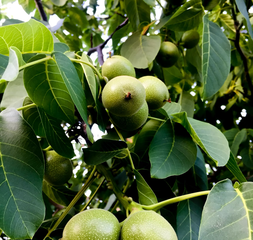 cddf50_6a0f596d797c4ae4868ba9b5db3586fc~mv2