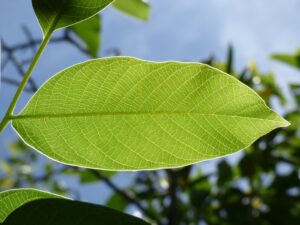makamuki0-leaf-2277757
