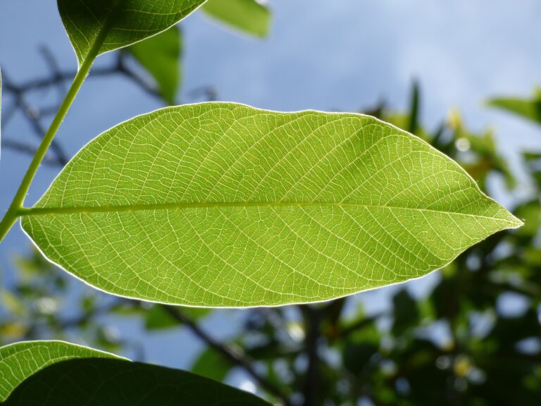 makamuki0-leaf-2277757