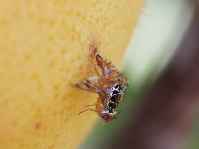 Mosca2