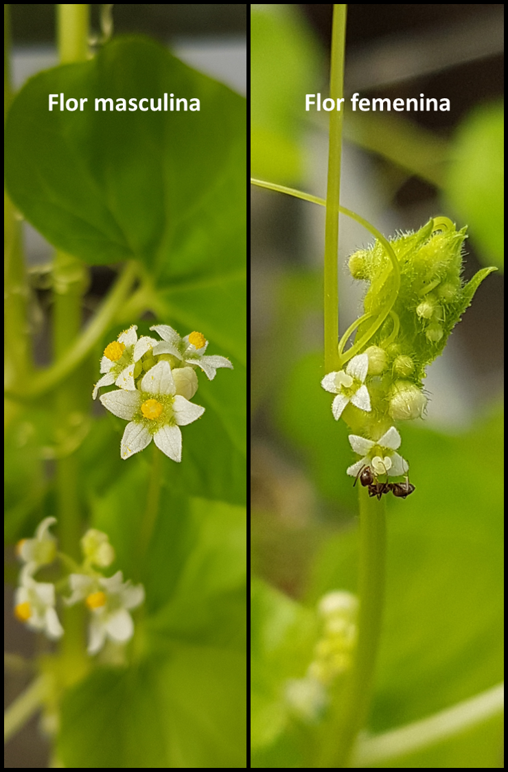 2-flores